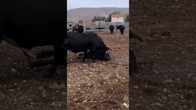 Бык ушатал другого быка по полной??? смотреть онлайн