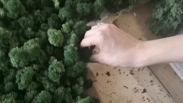 Стабилизированный мох в нашем офисе. Клеим своими руками смотреть онлайн