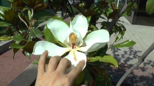 Magnolia Grandiflora Tree - Growing & Care (shade Tree)