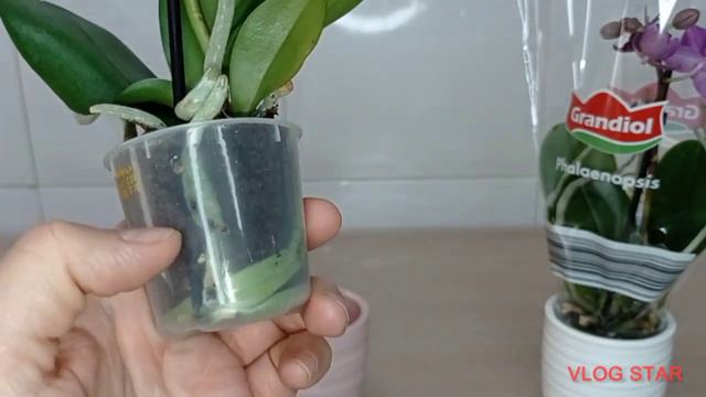PLANTANDO 2 MICRO PHAL. EN UNA MISMA MACETA. ( 1° PARTE ).🌱🌷 смотреть онлайн