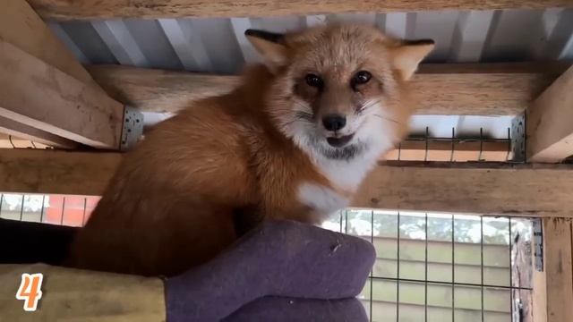 ЛИСЯО. Алиса - Лиса. Прорыв на кухню - главный лисий обряд