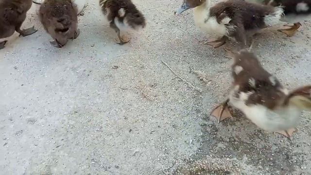 Мускусные утята.Вес утят в 1 месяц.Собака утят не трогает! Работает система самосохранения смотреть онлайн