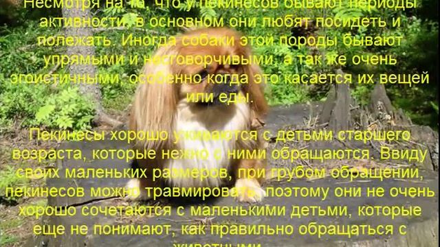 пекинес описание породы содержание и уход смотреть онлайн