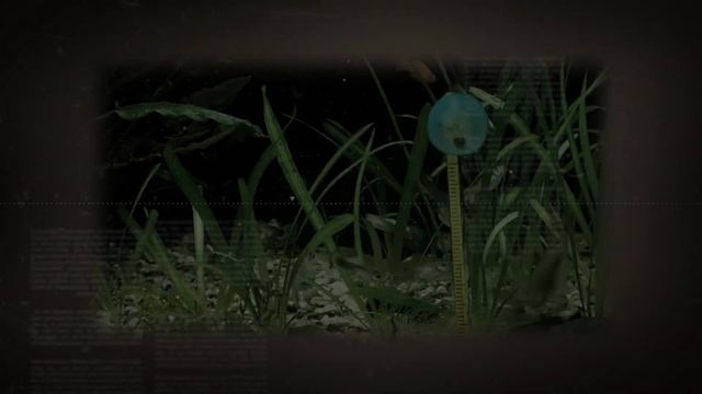 ПТЕРИГОПЛИХТ ПАРЧОВЫЙ СОМ.СОДЕРЖАНИЕ В АКВАРИУМЕ смотреть онлайн