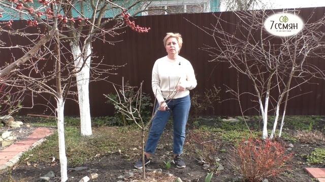 ГОРТЕНЗИЯ ВЕСНОЙ: ПРАВИЛЬНЫЙ УХОД И ПОДКОРМКИ | 7 семян