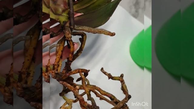 ВРЕДИТЕЛИ НА ОРХИДЕЕ. ???Что делать? смотреть онлайн