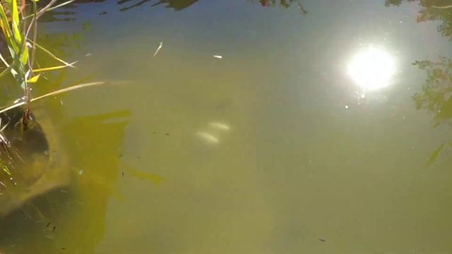 Беседка и пруд своим руками. смотреть онлайн