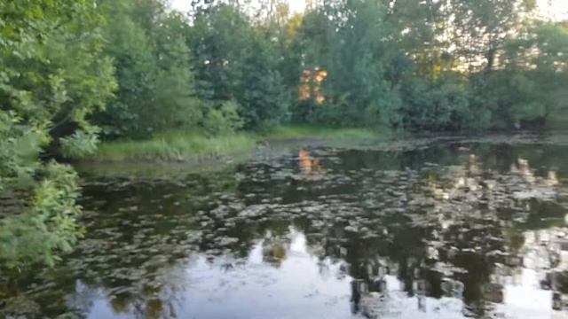 Плыви, ротан. Впечатления от ловли ротана на пожарном пруду смотреть онлайн