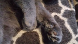 Тремор у кота. У кота дрожат лапки и животик. Судороги у кошек. Судорожный припадок во сне. Тутси.