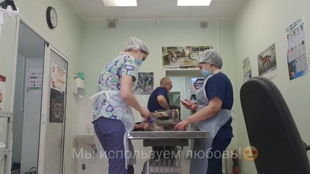 Экспресс линька в ветеринарной клинике "Багира"! смотреть онлайн