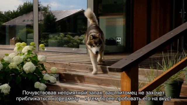 Как отучить собаку грызть вещи? смотреть онлайн