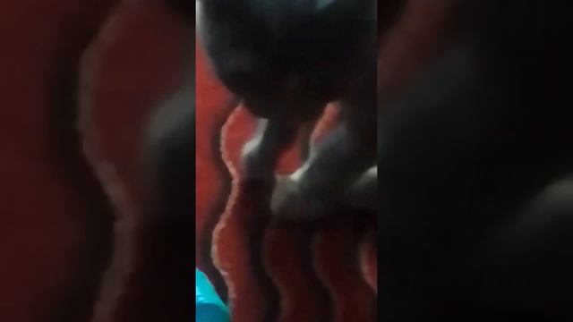 играем) Дикая прищемила лапу!!!! смотреть онлайн