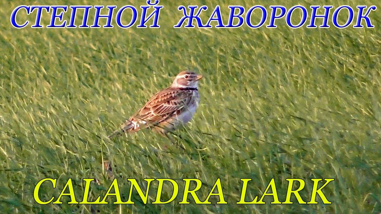 Степные жаворонки на сильном ветру / Calandra lark смотреть онлайн