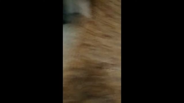 Vlog: Замучили бедную собаку! (Лабрадор Челси) смотреть онлайн