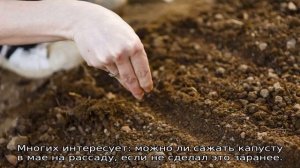 Когда нужно сеять капусту на рассаду