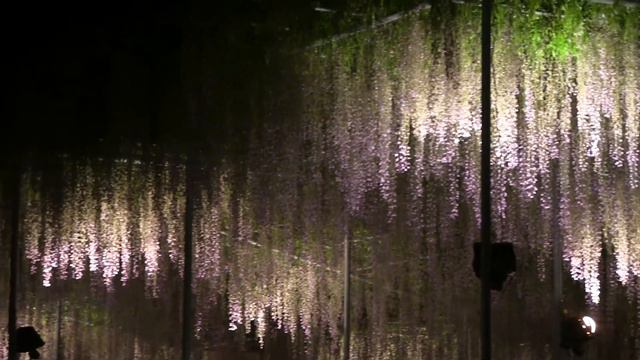 足利フラワーパーク‐藤棚ライトアツプ版　Ashikaga Flower Park in Totigi Japan．（Night lighting） смотреть онлайн