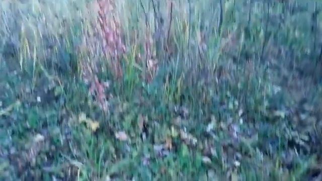 Собираем грибы - рыжики на участке смотреть онлайн