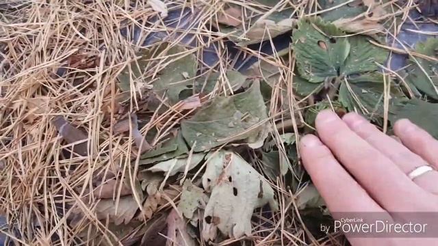 Как зимует земляника садовая азия, занта и т.д. смотреть онлайн