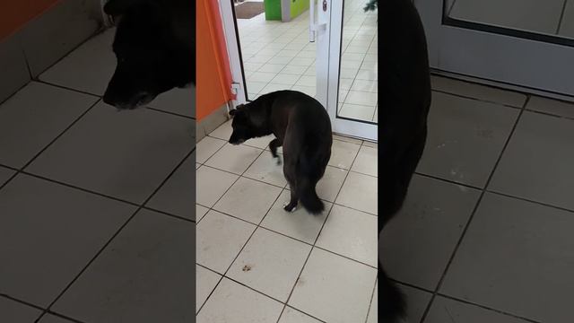 Собака 🐕🦺 пришла в магазин погреться. #собака #собакадругчеловека смотреть онлайн