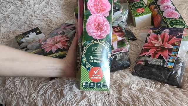 КУПИЛА РОЗЫ и ШИКАРНЫЕ Махровые ЛИЛИИ / ВЕСЕННЯЯ ЛИХОРАДКА По Скупке ЦВЕТОВ Началась смотреть онлайн