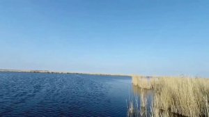 ОХОТА НА УТКУ В НОЯБРЕ.СЕВЕРНАЯ УТКА