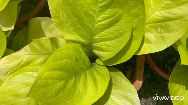 King Of Kings Golden Cardboard / Anthurium Golden Jenmanii