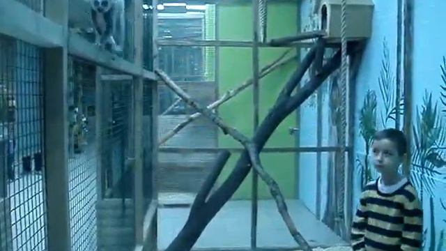 Контактный зоопарк в Вегасе - Кошачий лемур смотреть онлайн