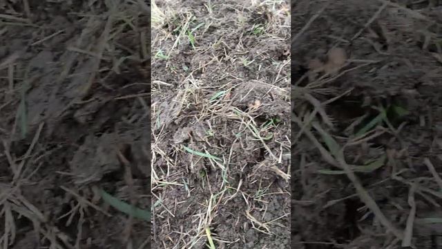 ДОНГФЕНГ-244 та дискова борона аля.. бомет-150 по довголітній цілені впоралася смотреть онлайн