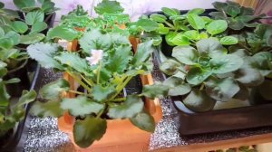 Капиллярные маты просто и быстро! Как все устроить? Мой опыт. Фиалки у Алисы.