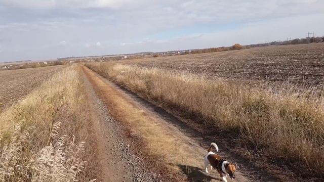 Загрузил всех в машину! Уехали на поле с собаками смотреть онлайн