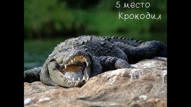 Топ 10 опасных животных смотреть онлайн