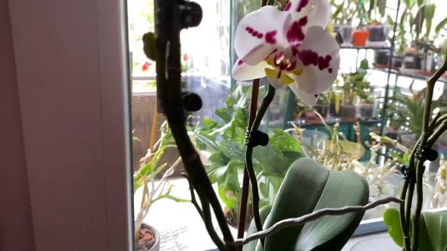 Мои фаленопсис🌺 №2 смотреть онлайн