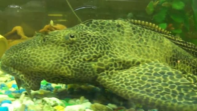 аквариумный сомик, Парчовый птеригоплихт смотреть онлайн