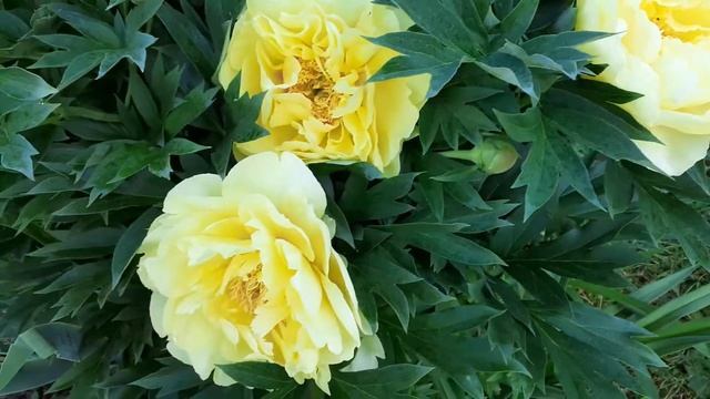 БАРТЗЕЛЛА пион ито - гибрид смотреть онлайн