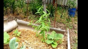 И снова о персиках  как вырастить персик из косточки дома