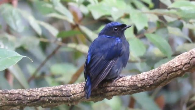 Large Niltava смотреть онлайн