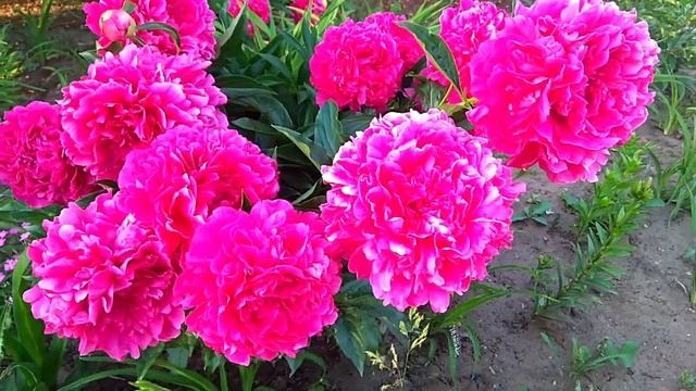 Пион Kansas Канзас