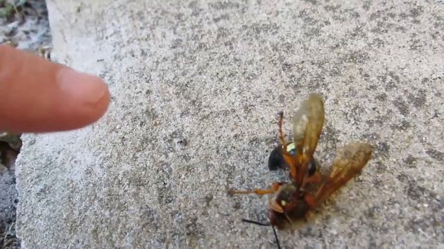 Гигантские Осы Убийцы !!! - Canon PowerShot смотреть онлайн