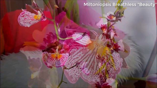 Miltoniopsis And Miltonia Timelapse