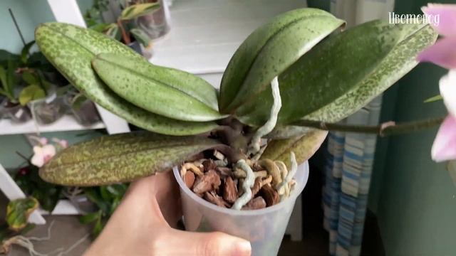 Цветочные новости. Как изменяются растения весной.