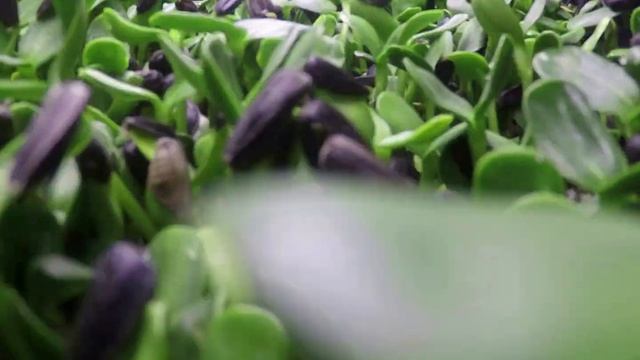 Микрозелень подсолнечника смотреть онлайн