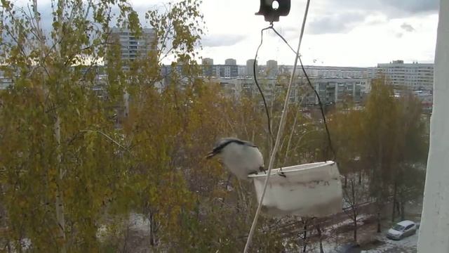 поползень на кормушке за окном близко 3 смотреть онлайн