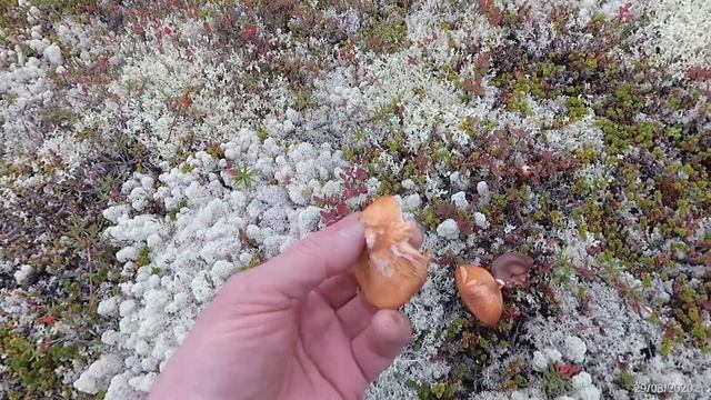 ГРИБЫ ЗАПОЛЯРЬЯ,МУРМАНСКАЯ ОБЛ. смотреть онлайн