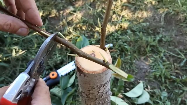 Прививка Груши в Августе / grafting pears in August смотреть онлайн