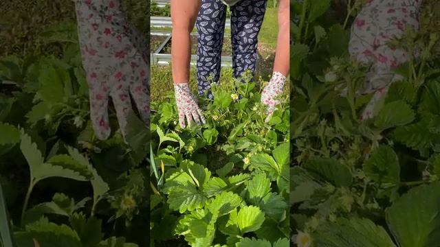 Подкормка клубники во время цветения. смотреть онлайн