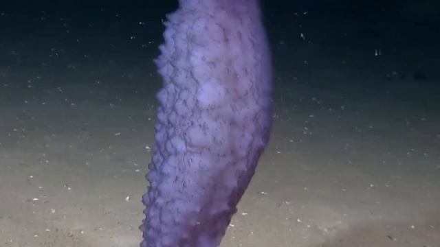 Голотурии или морские огурцы Holothurians or sea cucumbers смотреть онлайн