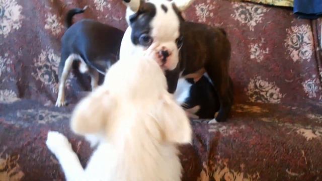 Бостон терьер. питомник `БОН ФО ШОУ` - Гламур, мама и друзья ... смотреть онлайн