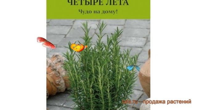 Розмарин лекарственный Росинка (rosinka) ? Росинка обзор: как сажать, семена розмарина Росинка