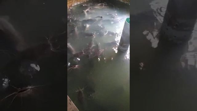 клариевый сом кормление смотреть онлайн