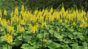 Клумба из многолетников под деревом. Какие многолетники будут расти под деревом